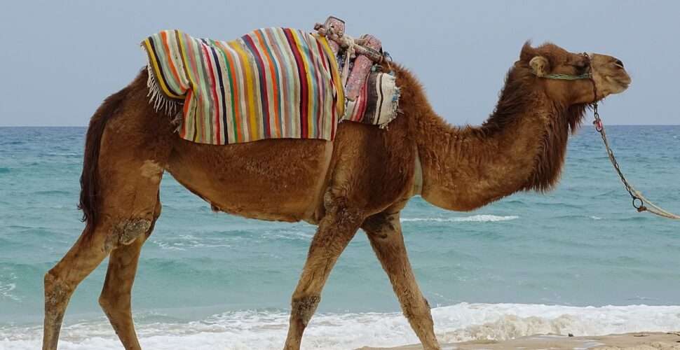 Captivating Summer Scenes